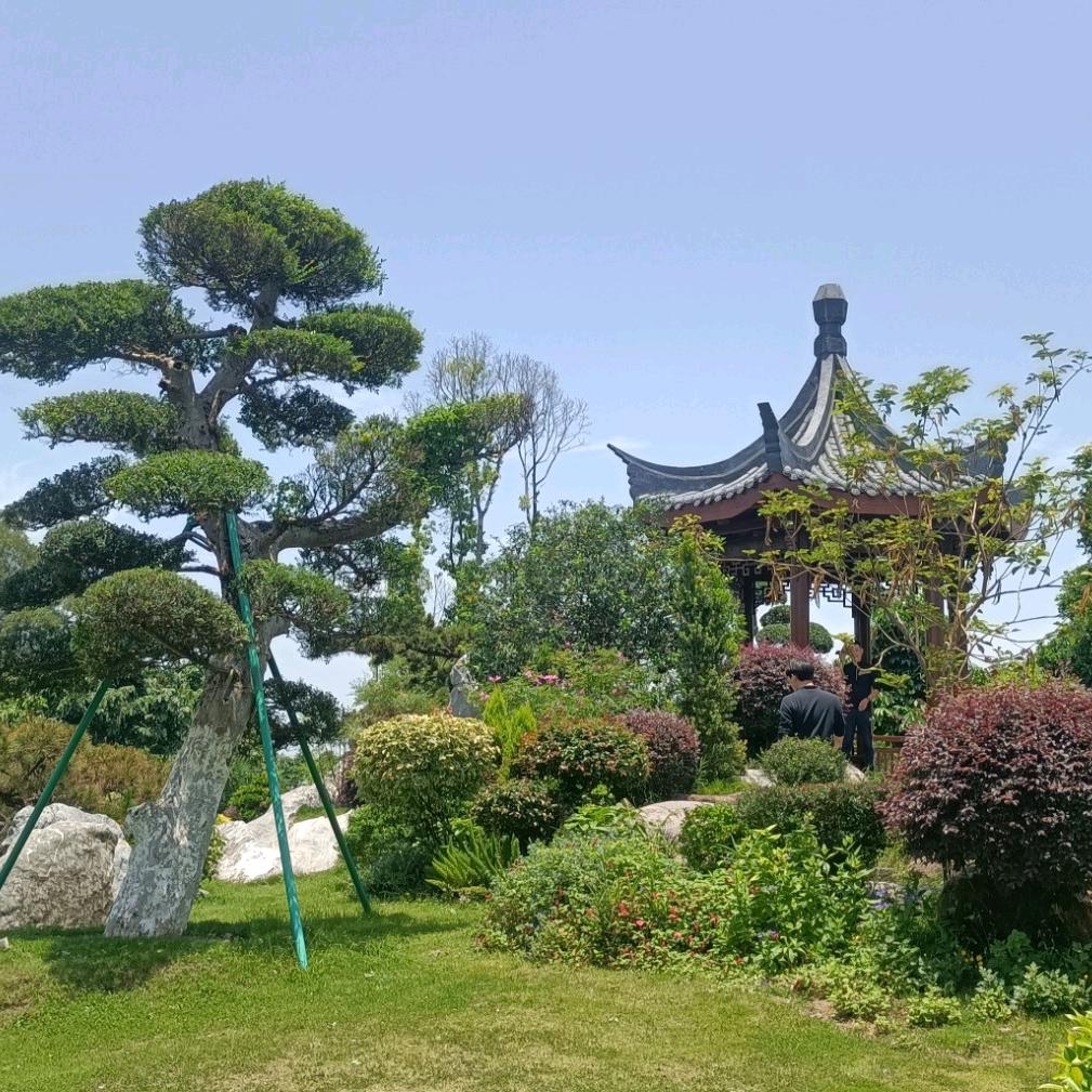 H松柏