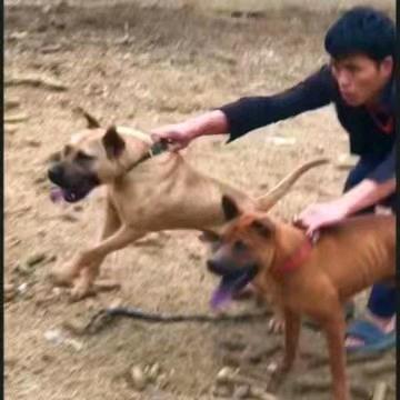 阿峰田园犬