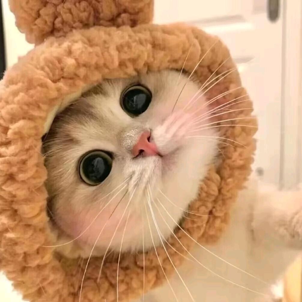 鹿柒柒'🐒