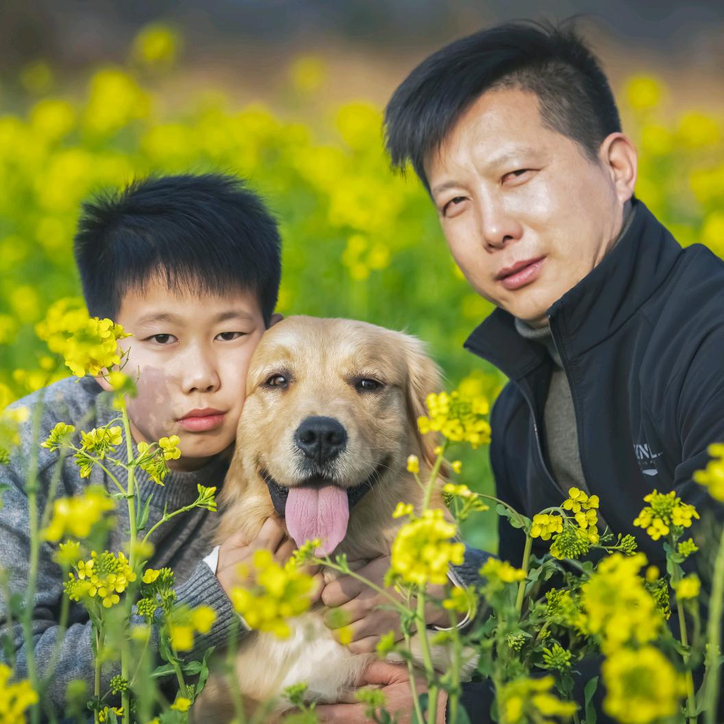 憨憨(是只金毛狗)