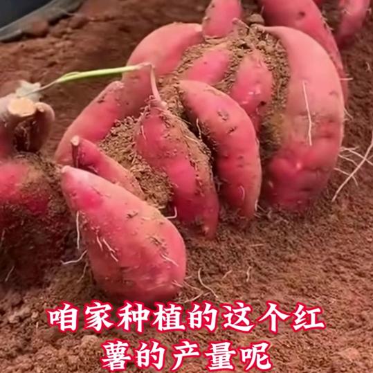 稻香薯苗