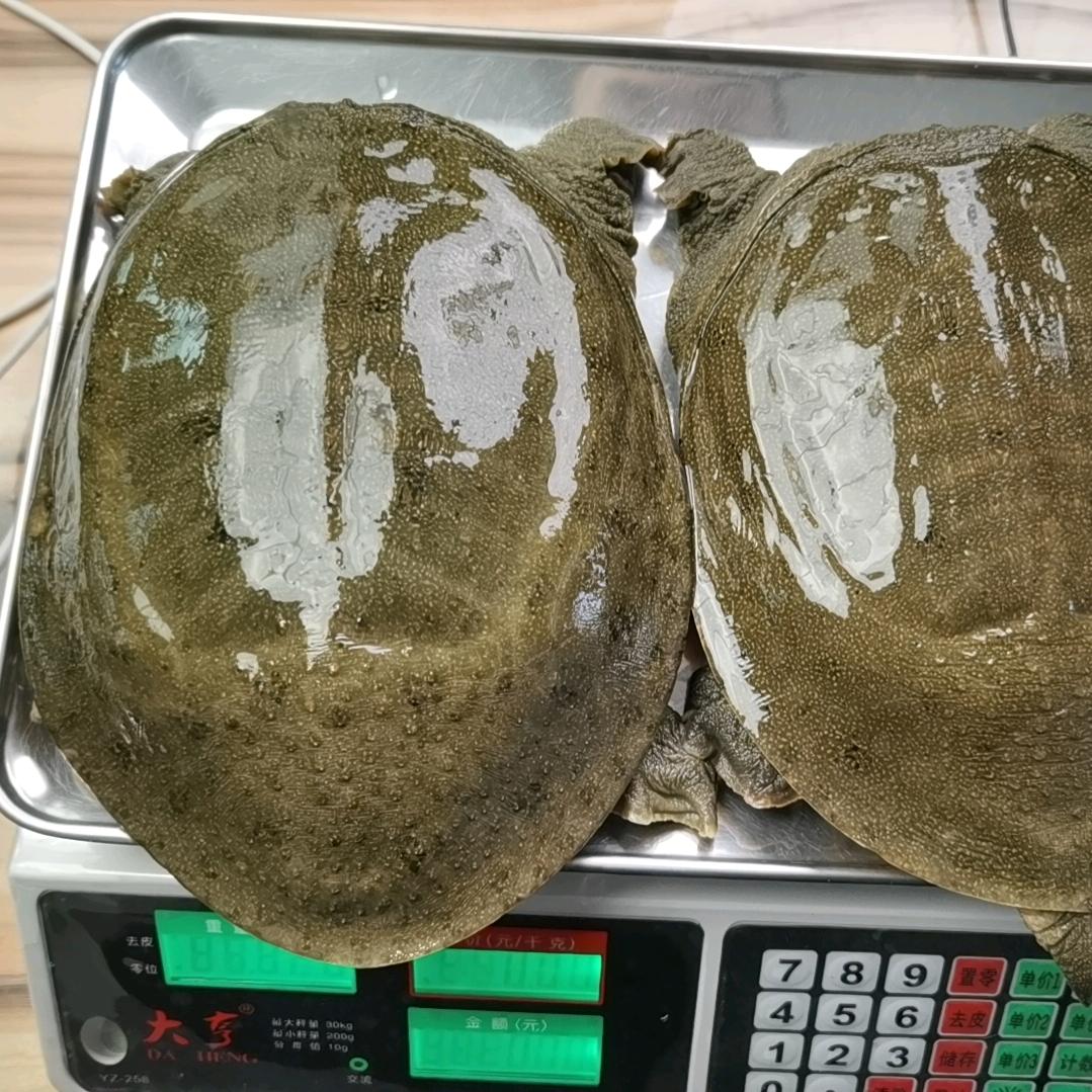 小李生态散养甲鱼