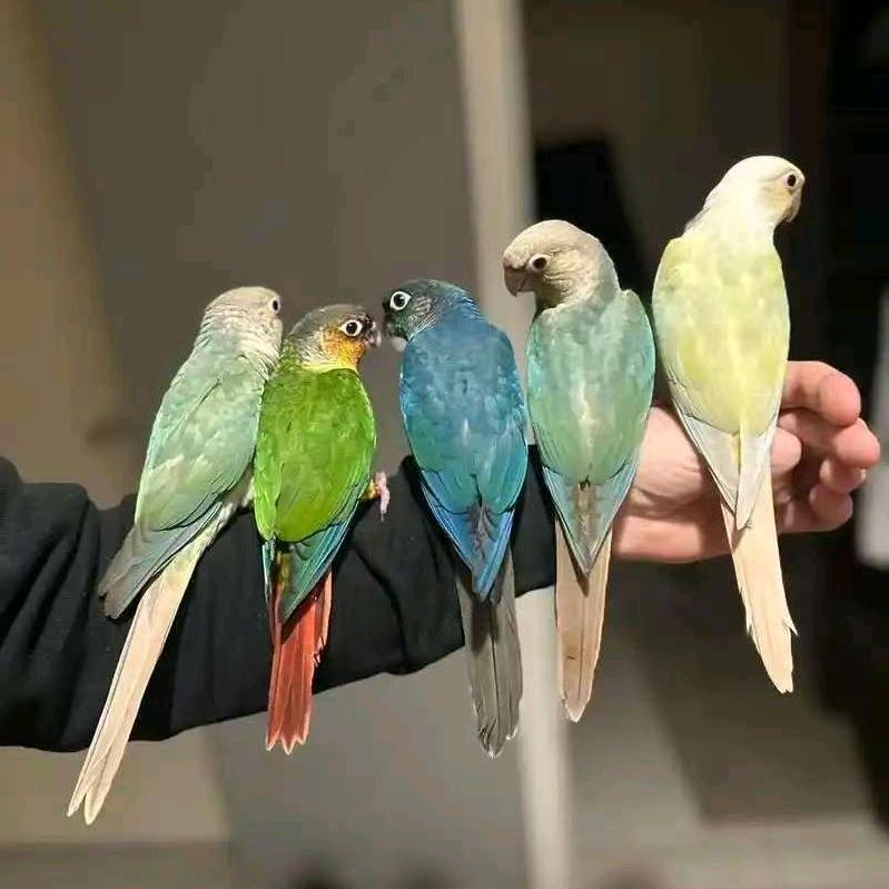 开封北郊鹦鹉宠物源头工厂