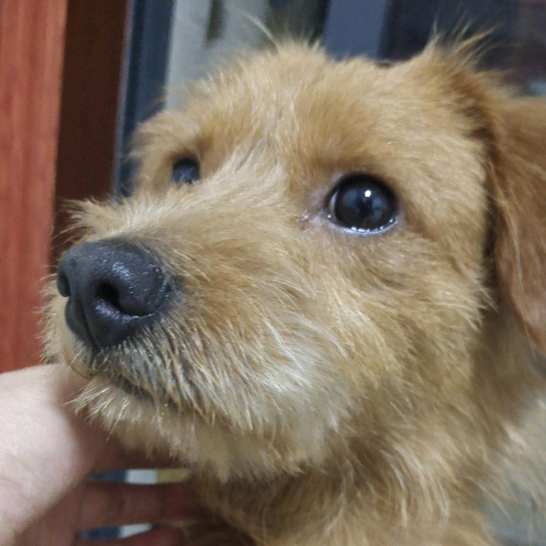 给旺财一个家