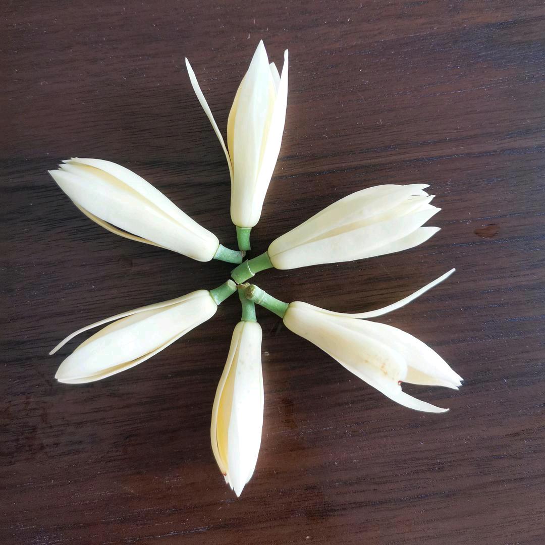 麦兜