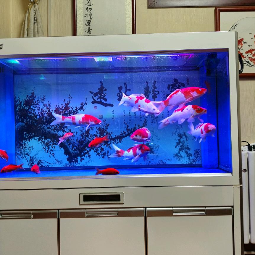 茶鱼饭逅