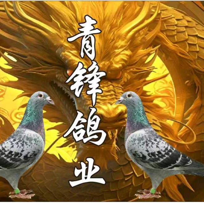 鸽大师<青锋鸽业>