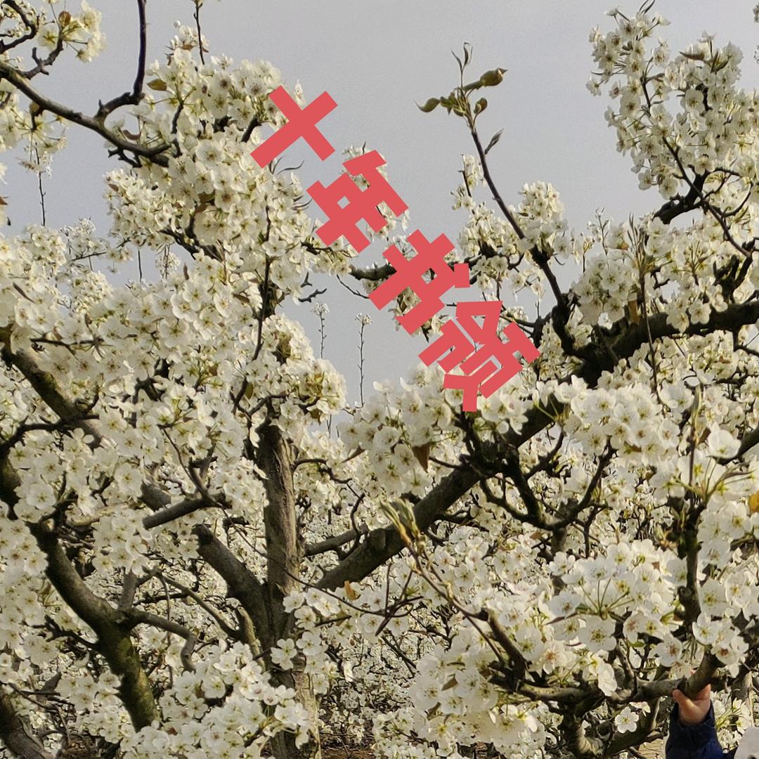 清许