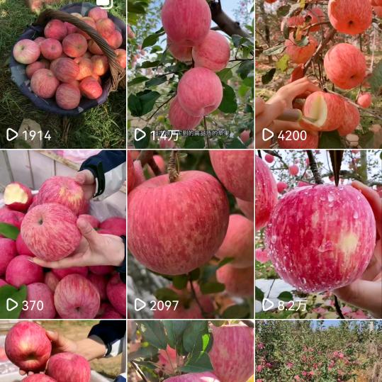 山东沂源红富士苹果产地批发价格