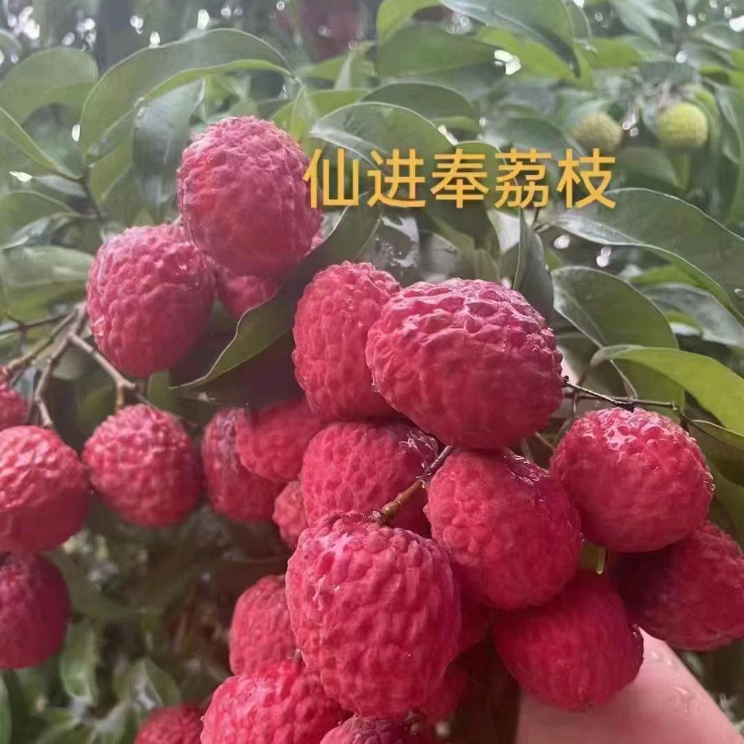 增城荔枝果园🌿