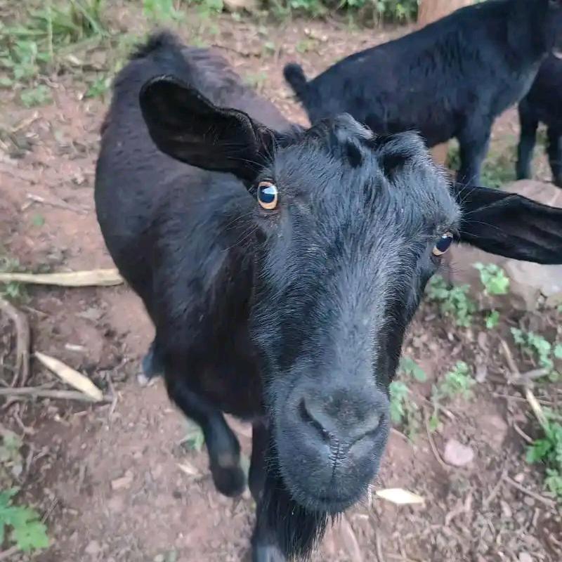 金堂鲜羊鲜带皮羊肉馆胡师傅