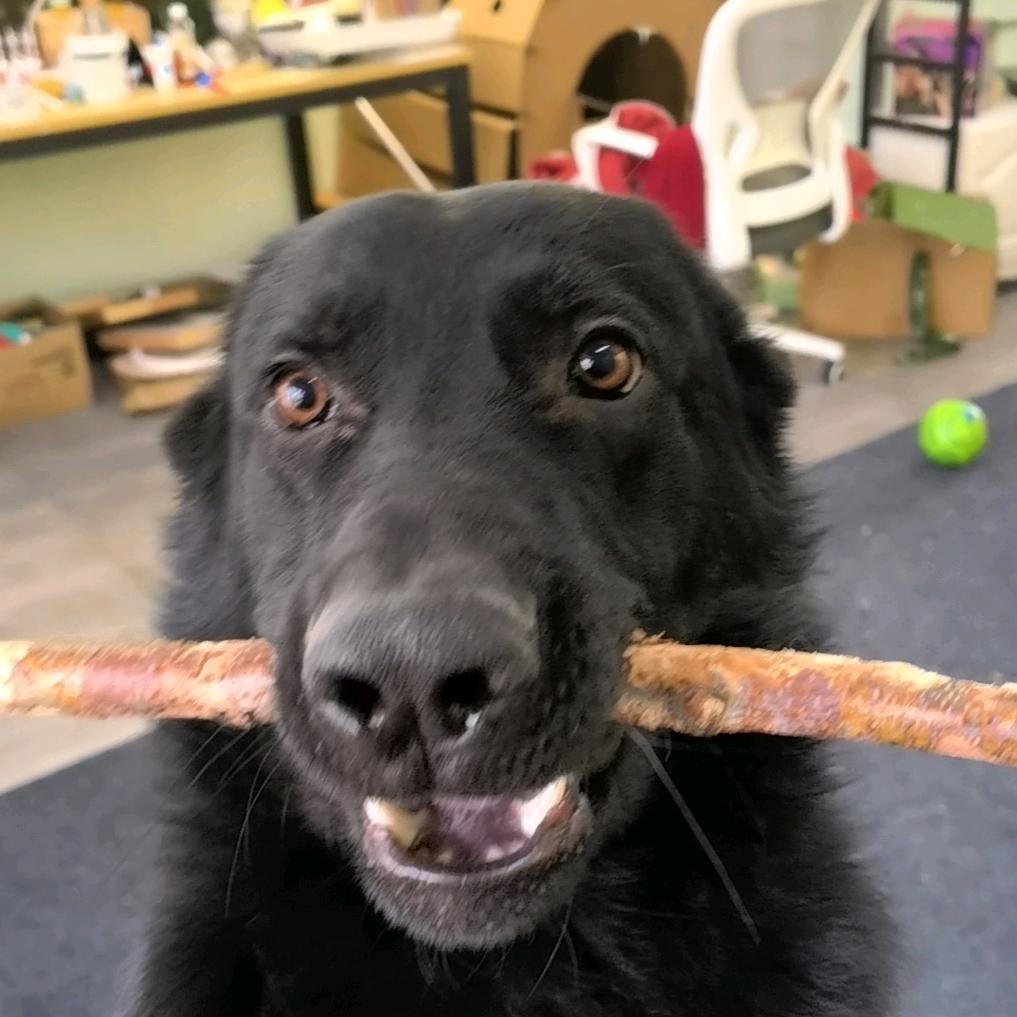 十七👉晨弟缇娜助理