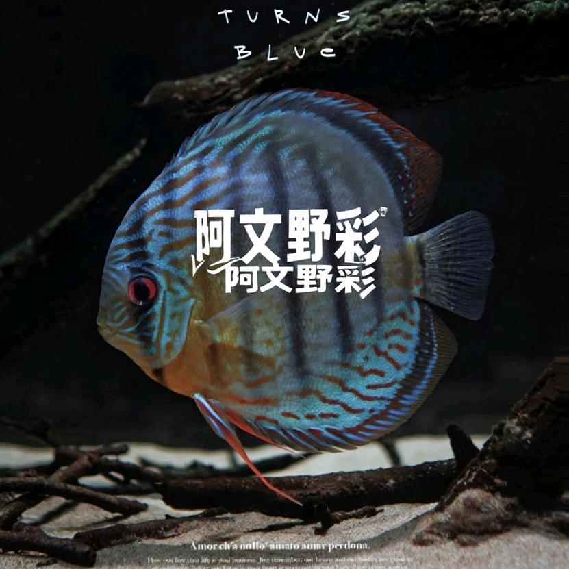 阿文野彩水族