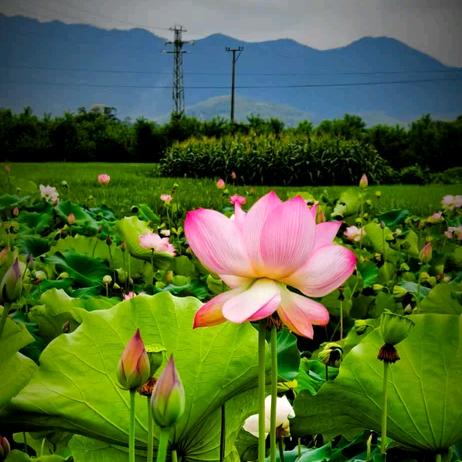 静静（云淡风轻）