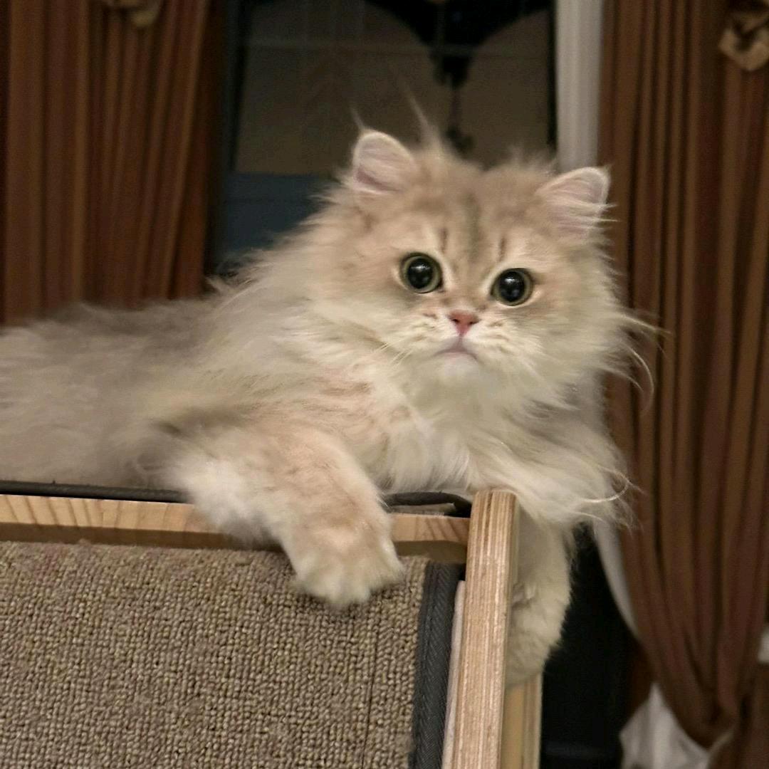 莫