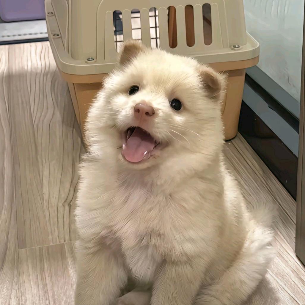 我觉得我又红又专