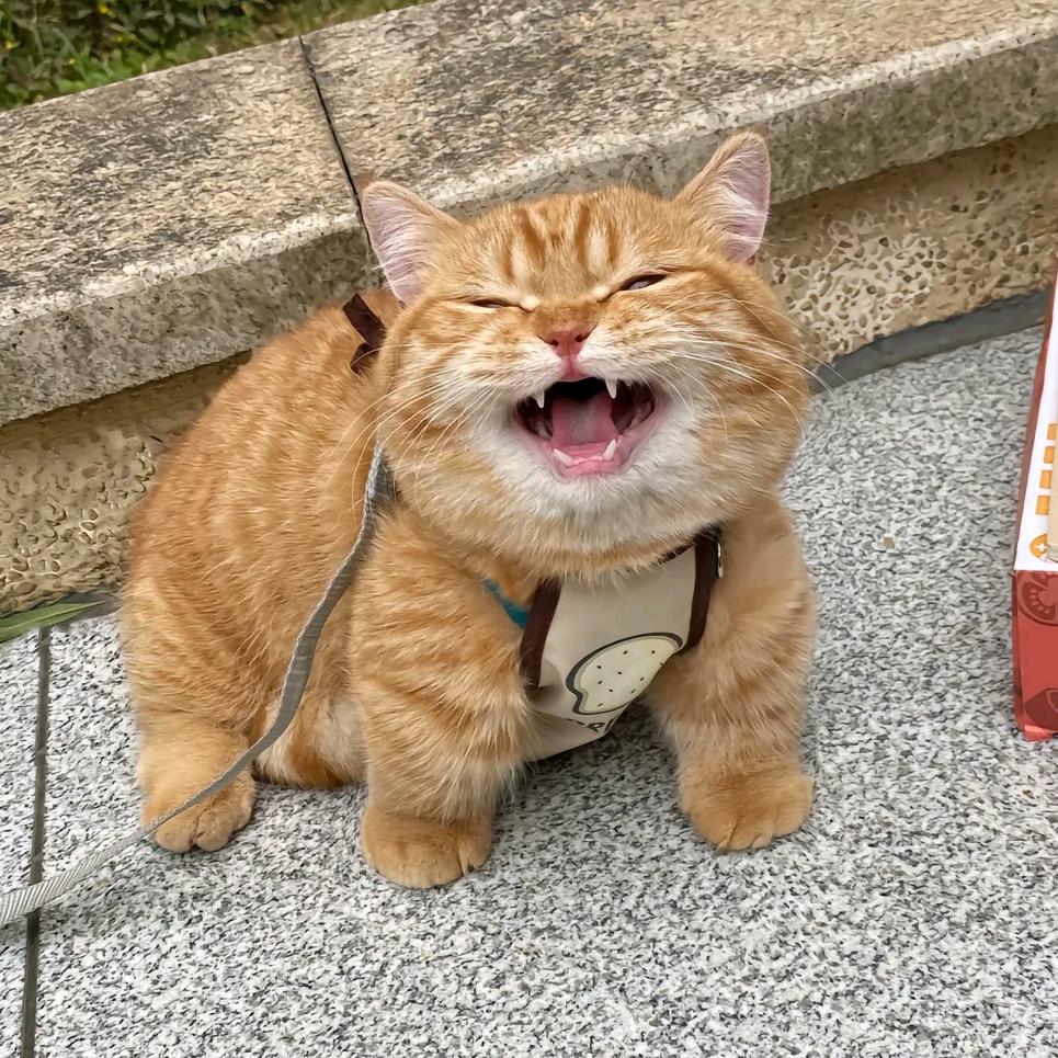 唧唧的猫