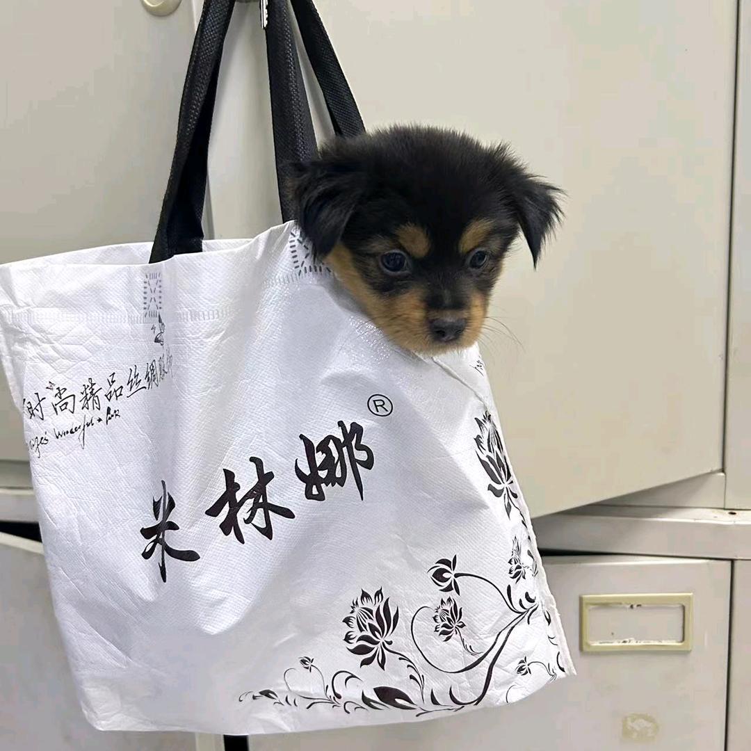 铁包金，奥奥