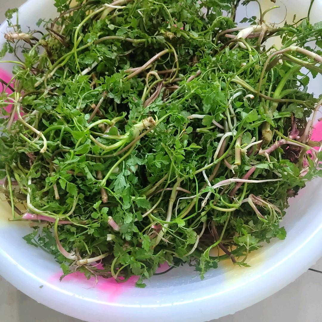 杨家姑凉，杨璨羽