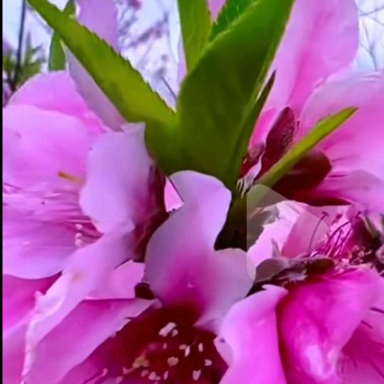 三月桃花