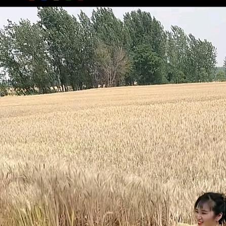 倚楼映秋影