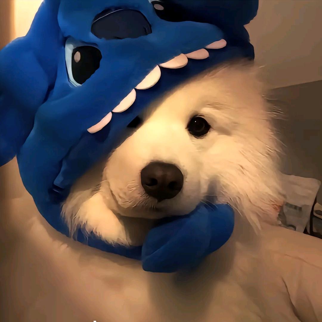 呆呆熊