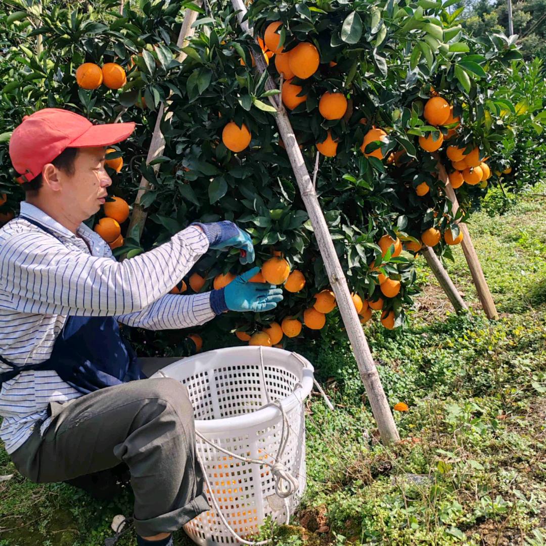 橙香园家庭农场