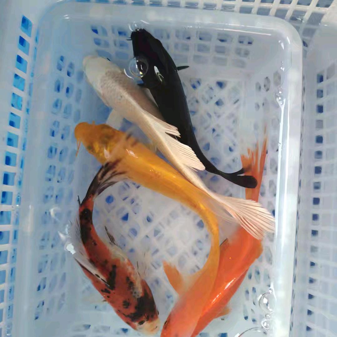 凯泰水族