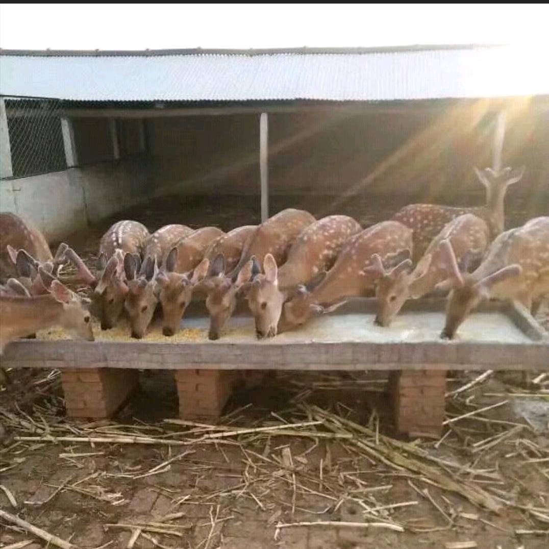 佳林🦌󾓭