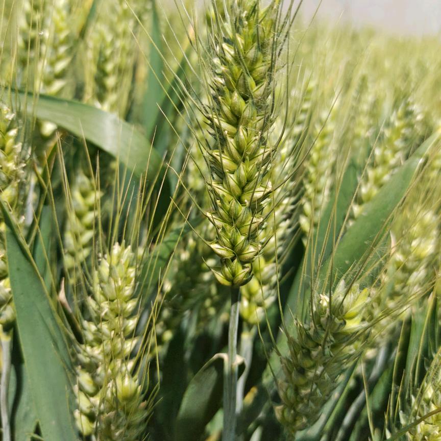 忠扬农业服务【助力农业不定时直播】