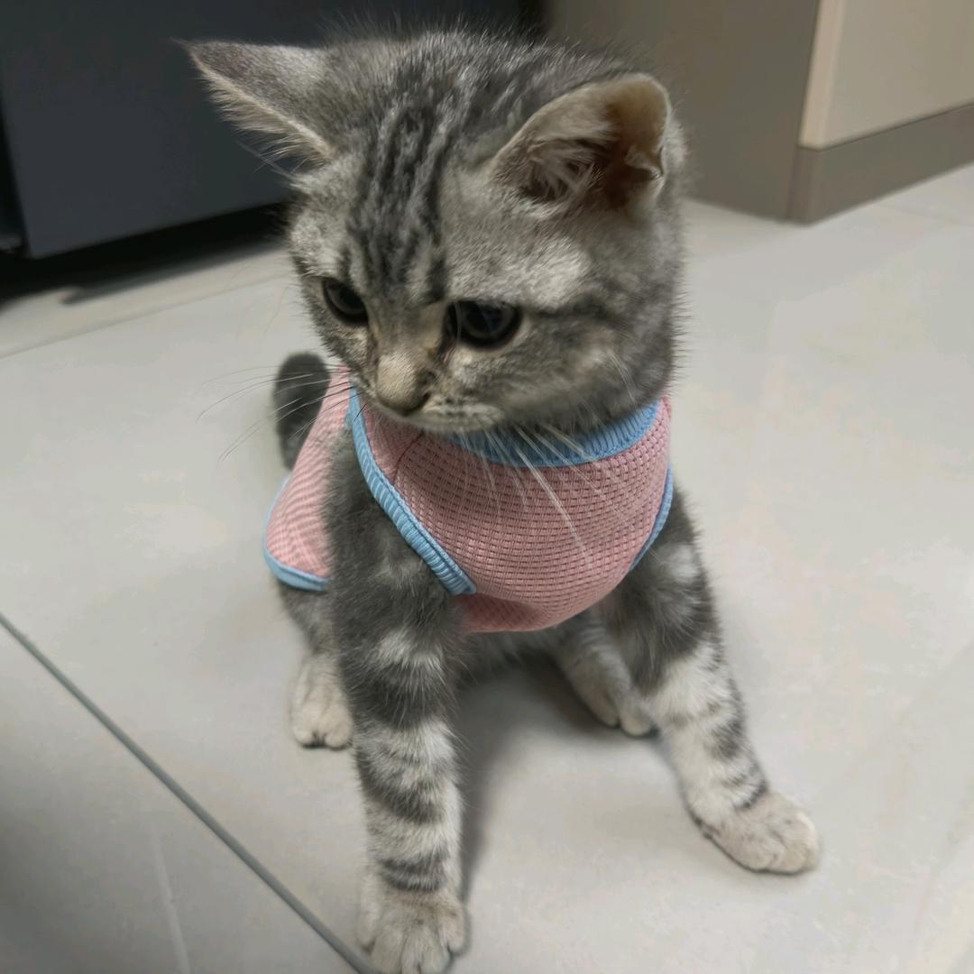 এ᭄幸福的小猪ོꦿృ༊