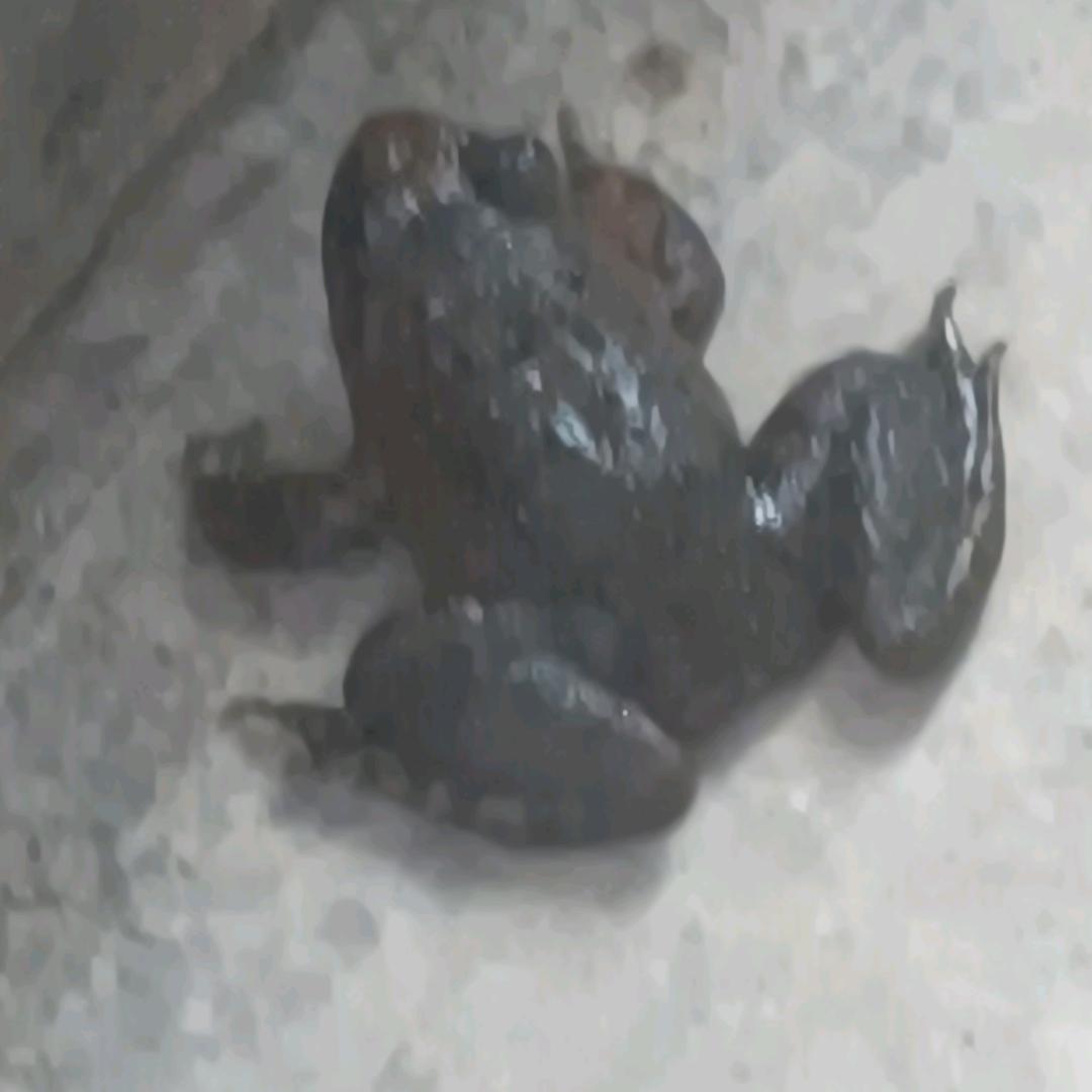 广西恭城石蛙养殖