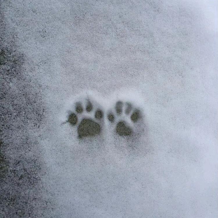 小肥肥