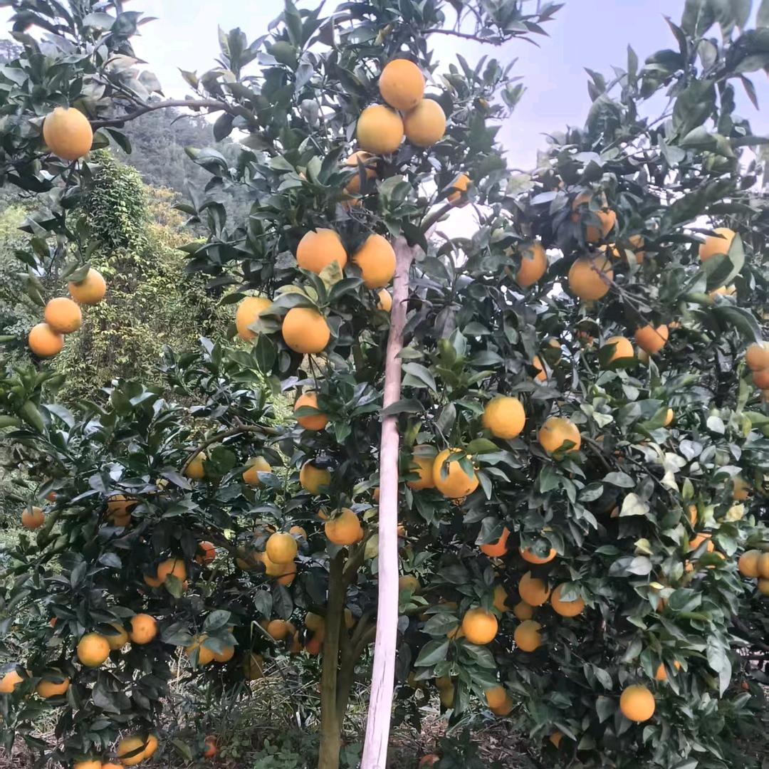 赣南脐橙🍊现摘现发 一件代发