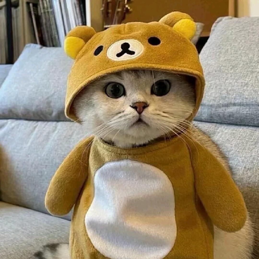 Catcat精选