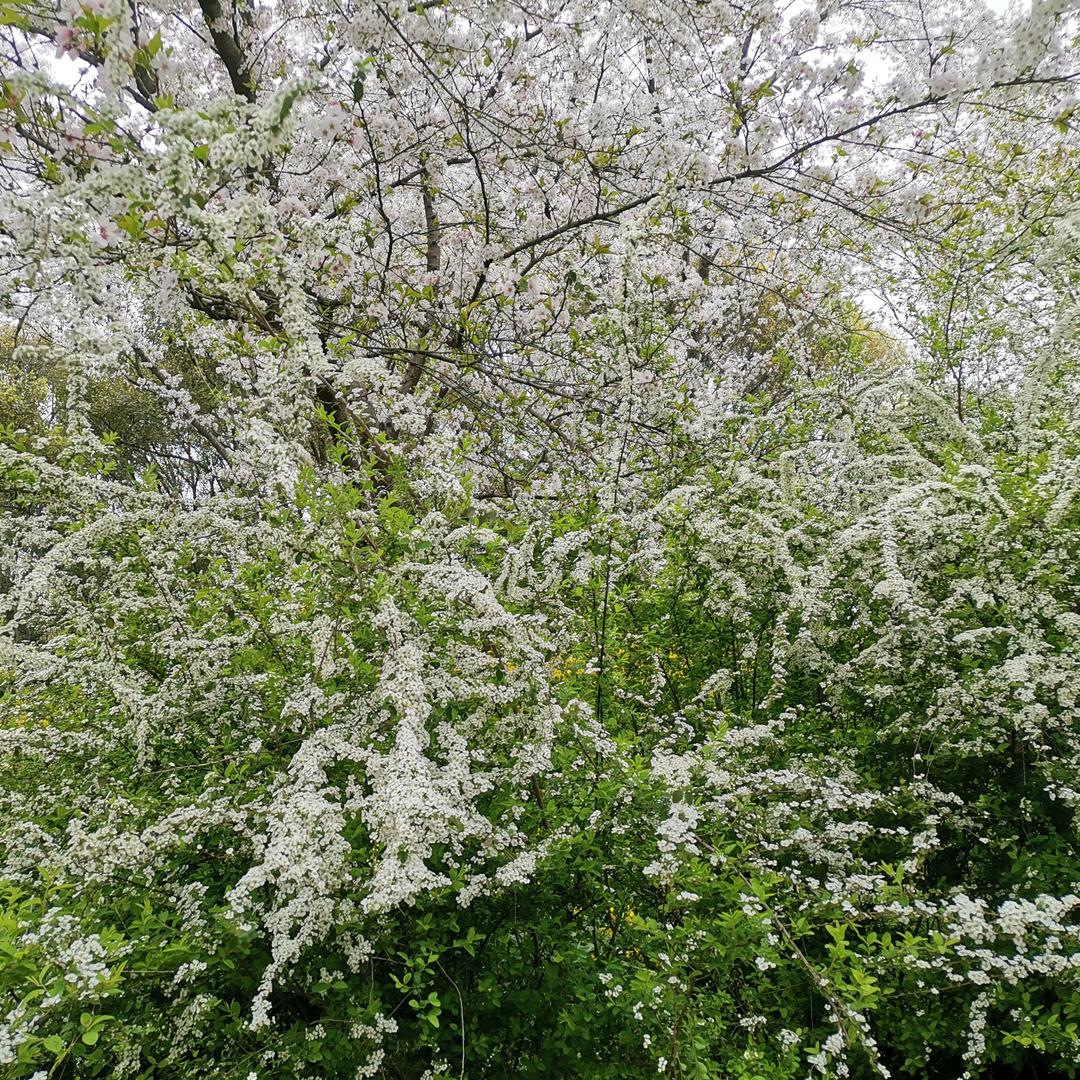 卍*～*阿弥陀佛