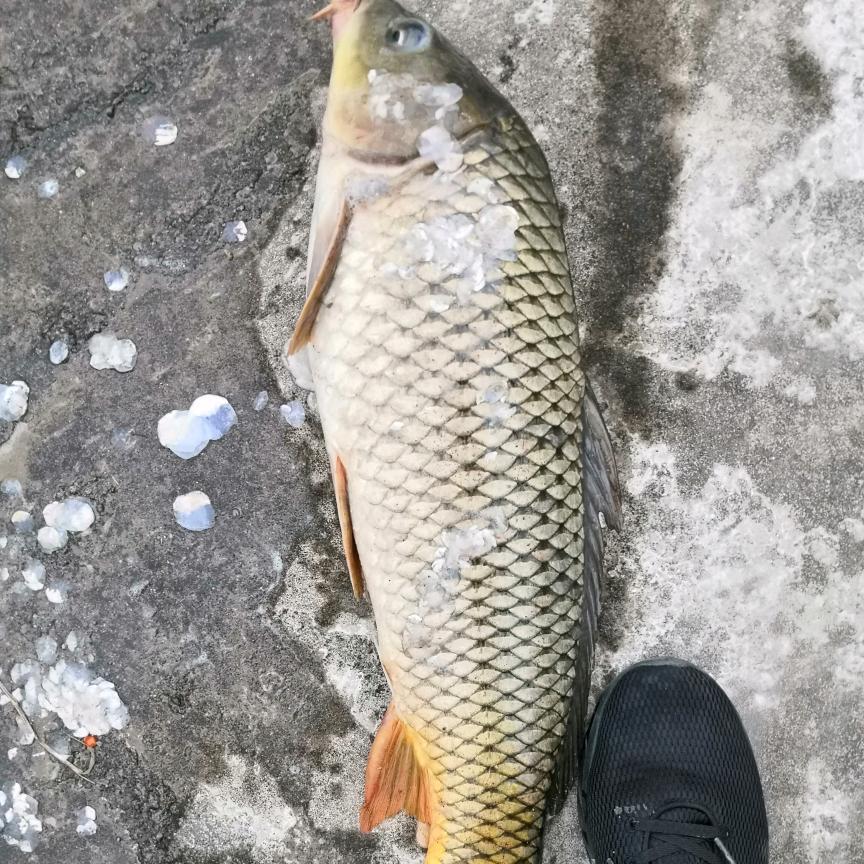 闲时钓鱼了