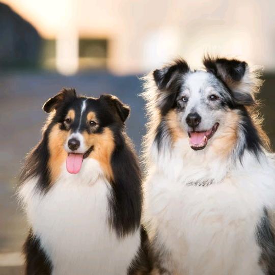 ℳঞᩚ遗ꦿ憾꧔ꦿ᭄