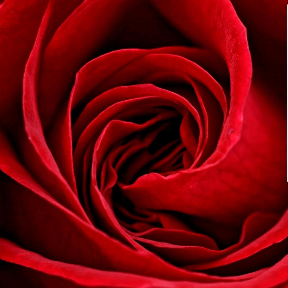 火红的🌹