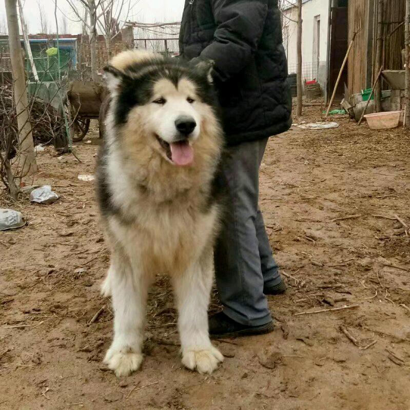 阿拉斯加铲屎官