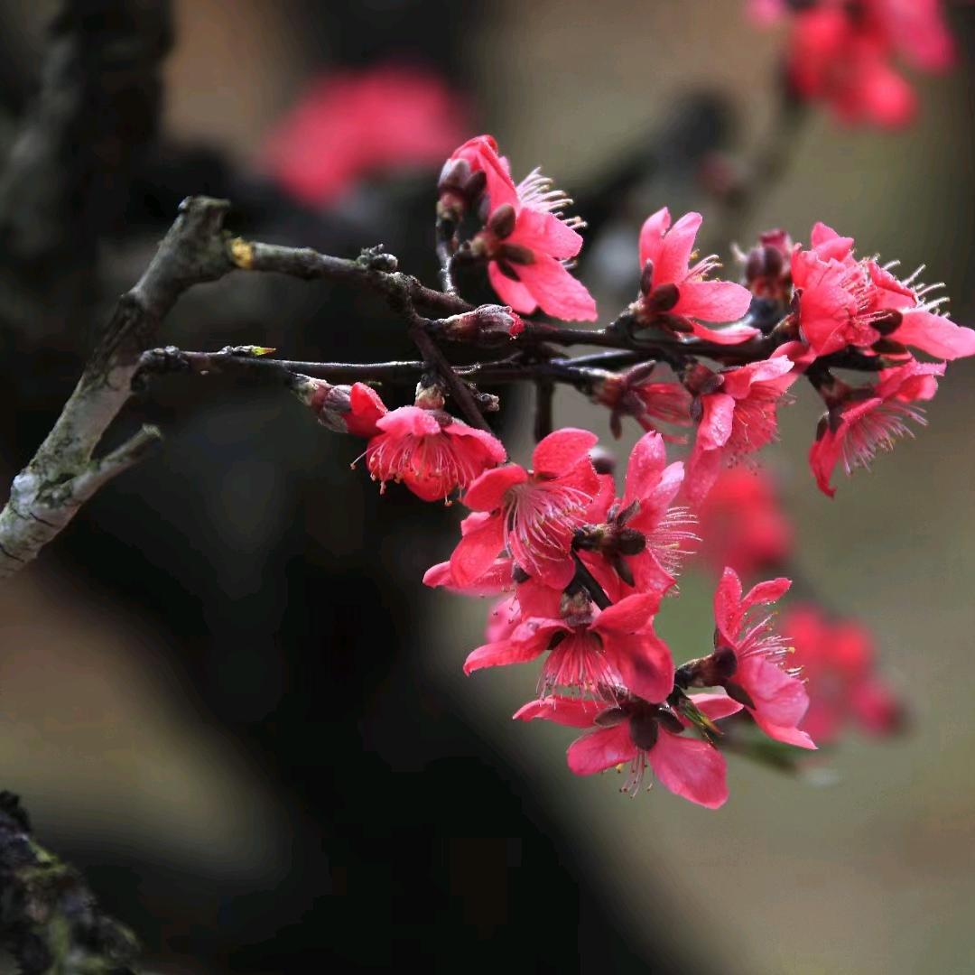 连平上坪7号桃园
