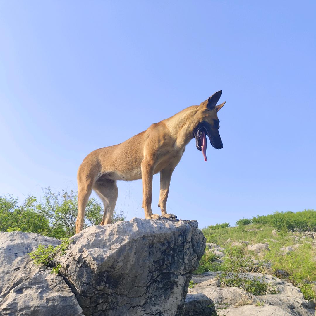马犬  黑卢
