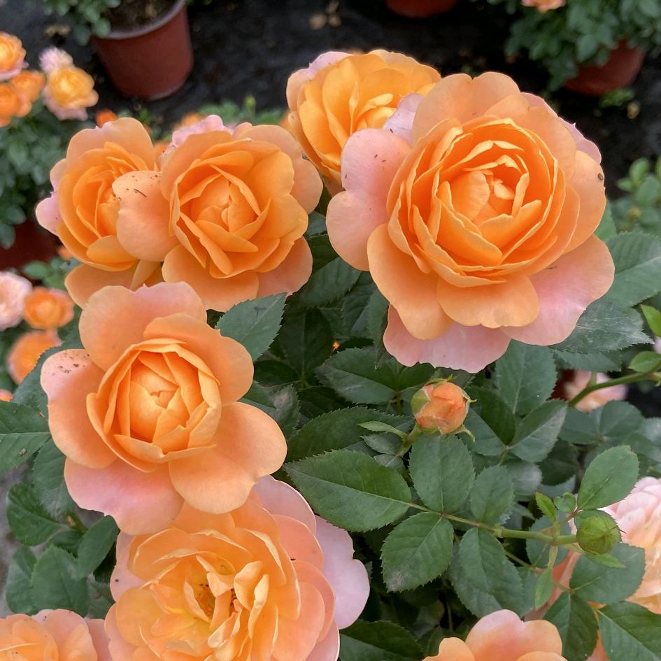 陈橙花卉