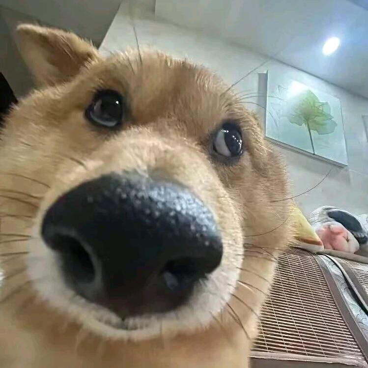 派星星星星