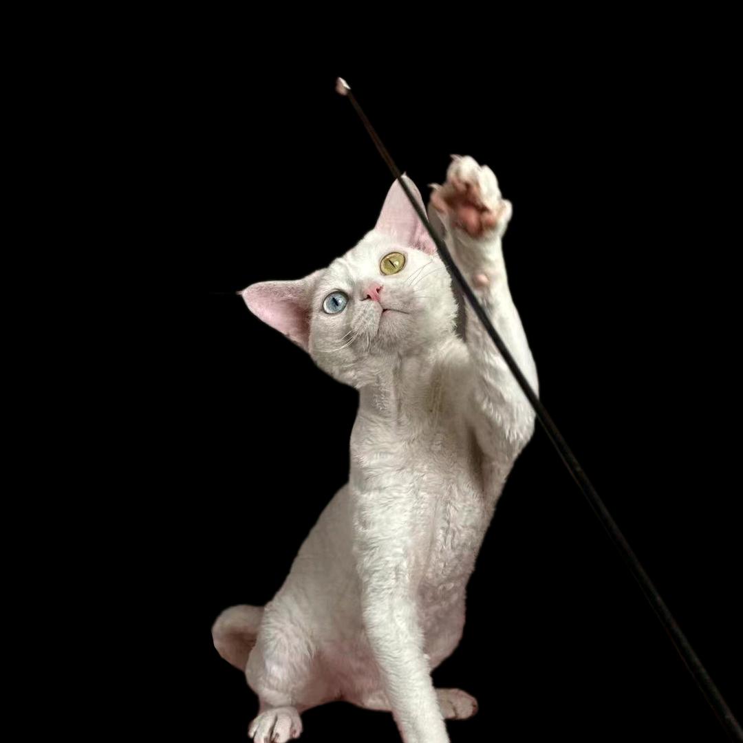 龙城帝王猫