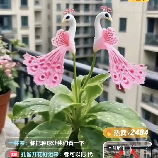 孤苏迎晨