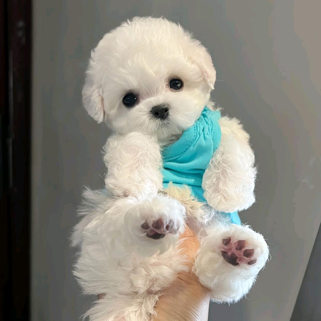 狗宝宝宠物店专业卖狗