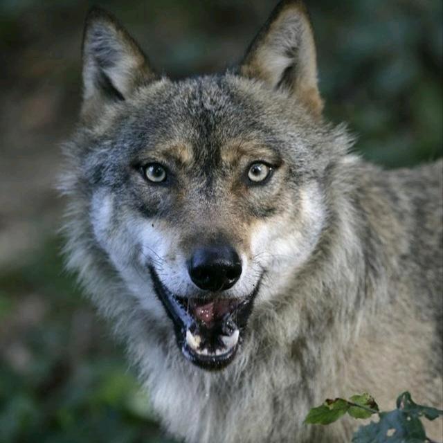 战狼🐺