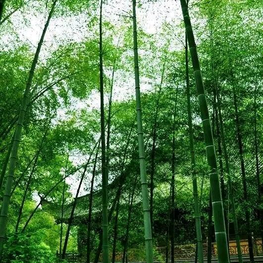 孤夜春雨6145598210700