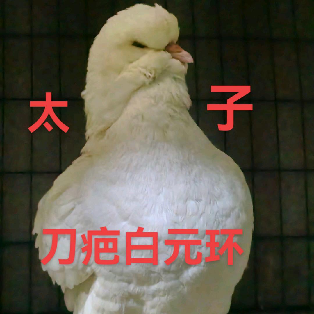 利辛🐾房太子🔥刀疤白圆环